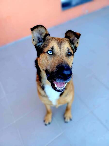 Adopter Saïko 