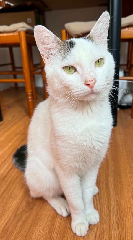 Adopter CARRIGTON