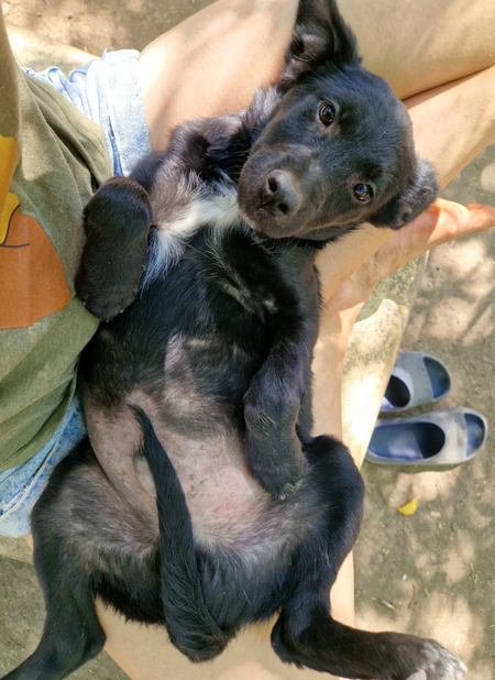 Adopter Liseli