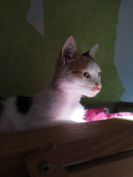 Adopter Nynæve
