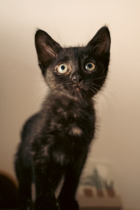 Adopter HENRIETTE