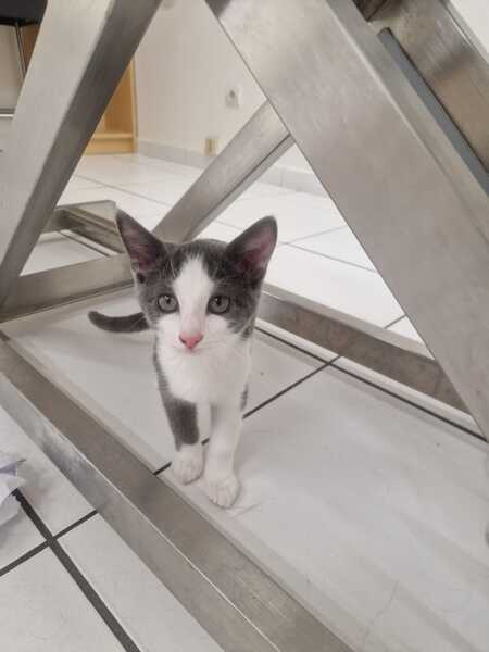 Adopter Lya