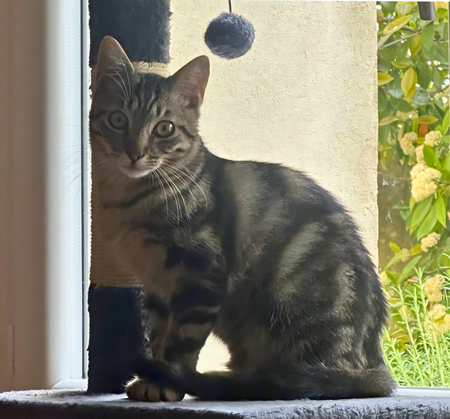 Adopter Simba