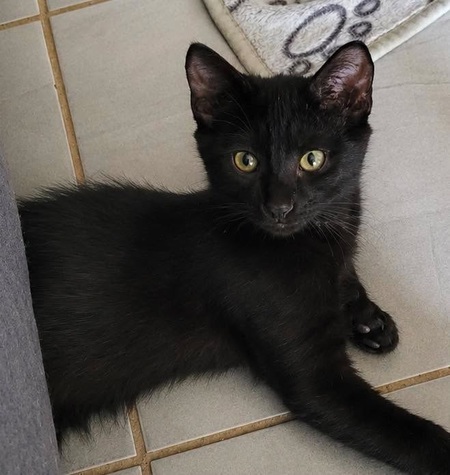Adopter REGLISSE