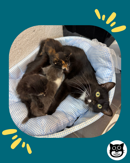 Adopter Aëline