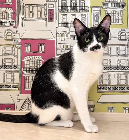 Adopter Pasha
