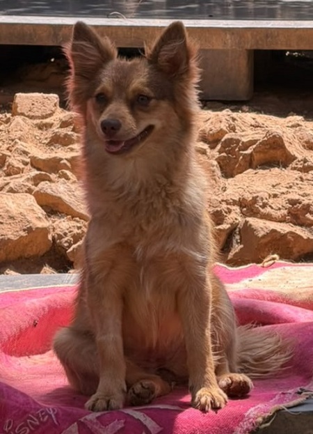 Adopter Olive