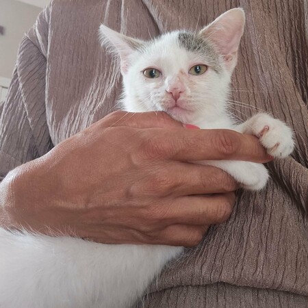 Adopter BASKET