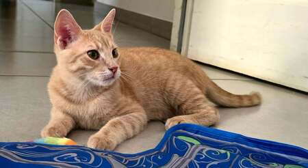 Adopter Tao et Osis