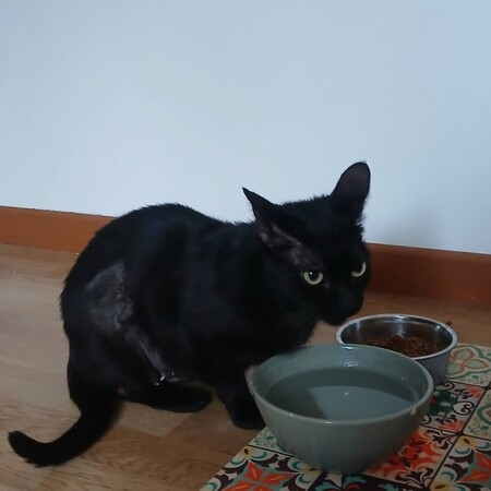 Adopter Sylvia