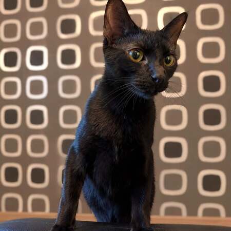 Adopter Choco