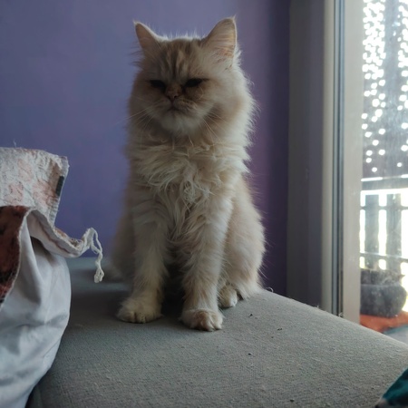 Adopter Lili
