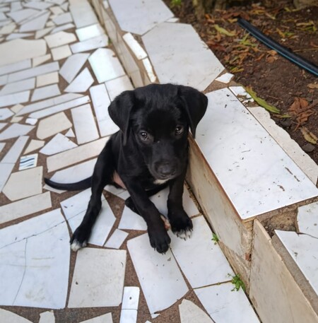 Adopter Bobby