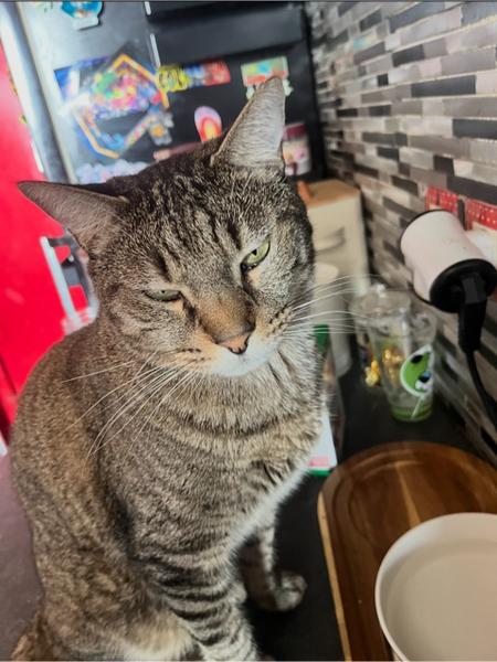 Adopter Meuzou