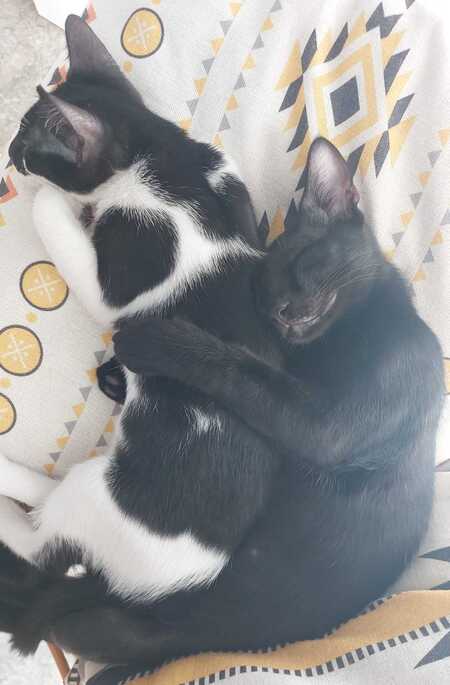Adopter Rayo et Cosmo