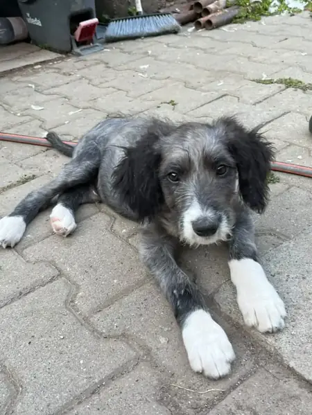 Adopter Armin