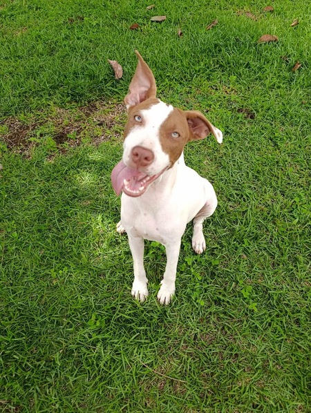 Adopter Bulle