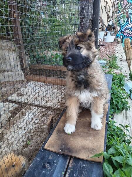 Adopter Mystie