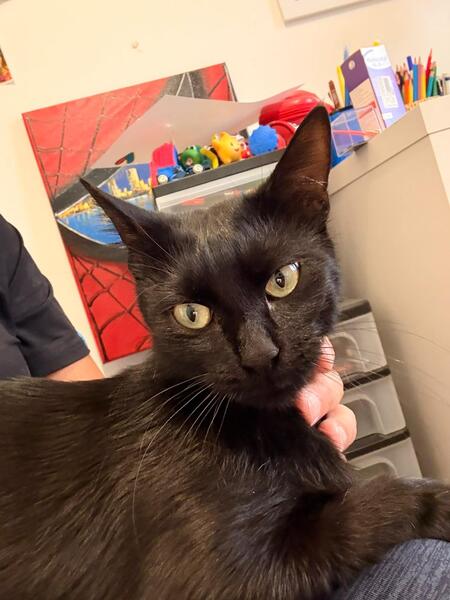 Adopter Suckie