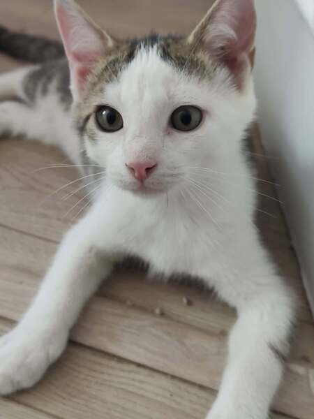 Adopter Brigand