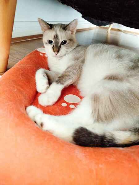 Adopter Hypatie 