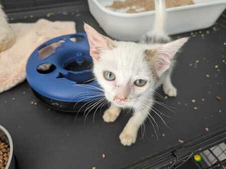Adopter Bill