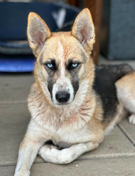 Adopter Zina