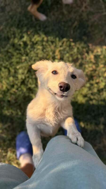 Adopter Rooney
