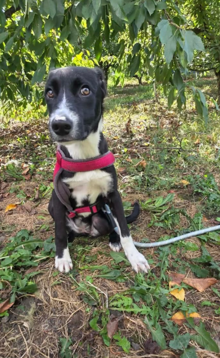Adopter Charitty