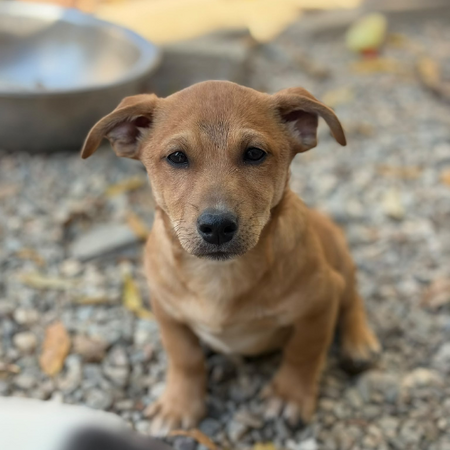 Adopter Jason