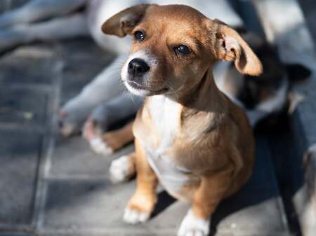 Adopter Inarie