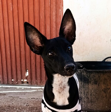 Adopter Dark