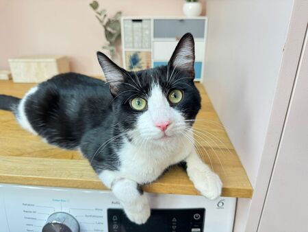 Adopter Gatsby 