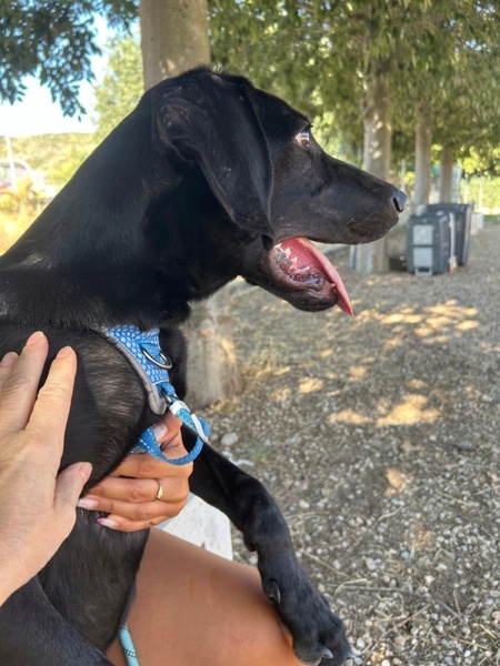 Adopter SCOOBY
