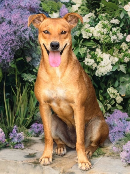 Adopter Rewa