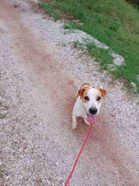 Adopter Giron