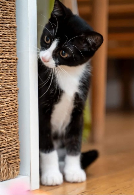 Adopter FILON 