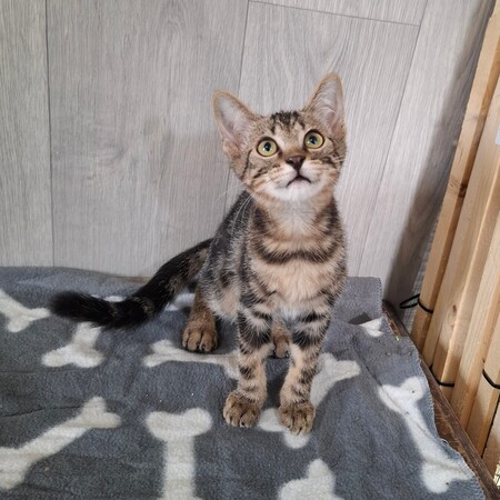 Adopter BRYO