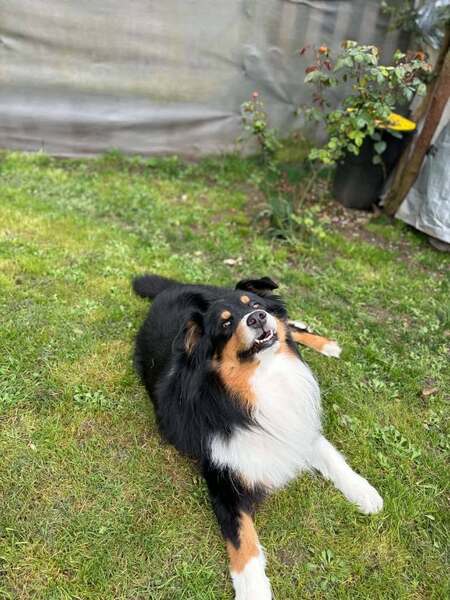 Adopter Link