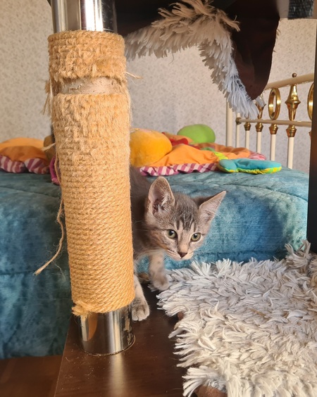 Adopter Marty