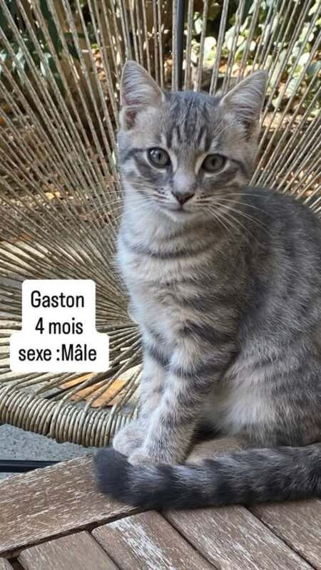 Adopter Gaston