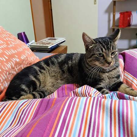 Adopter Romi