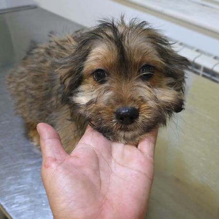 Adopter Scooby