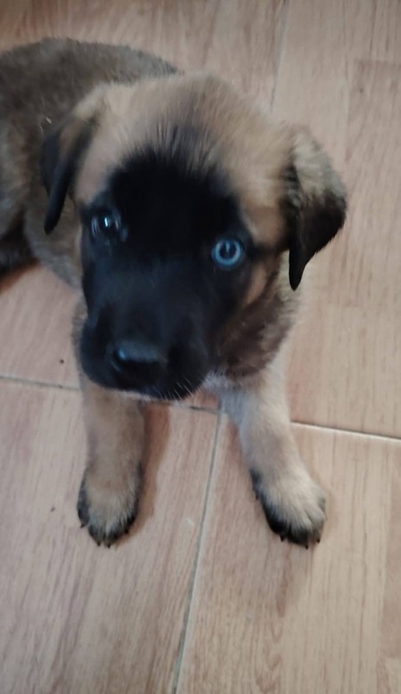 Adopter Rubi