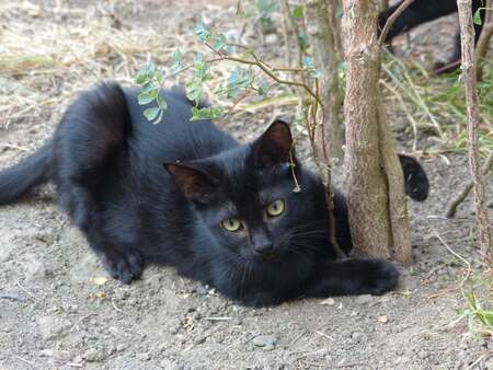 Adopter Bono