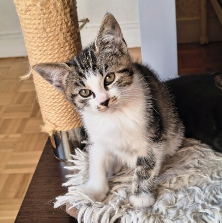 Adopter Esmée
