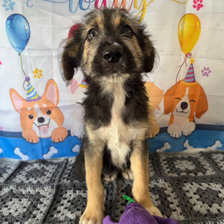 Adopter Maido