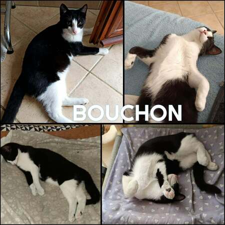 Adopter BOUCHON