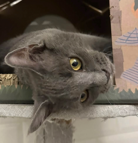 Adopter BASTET