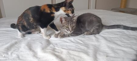 Adopter Béki
